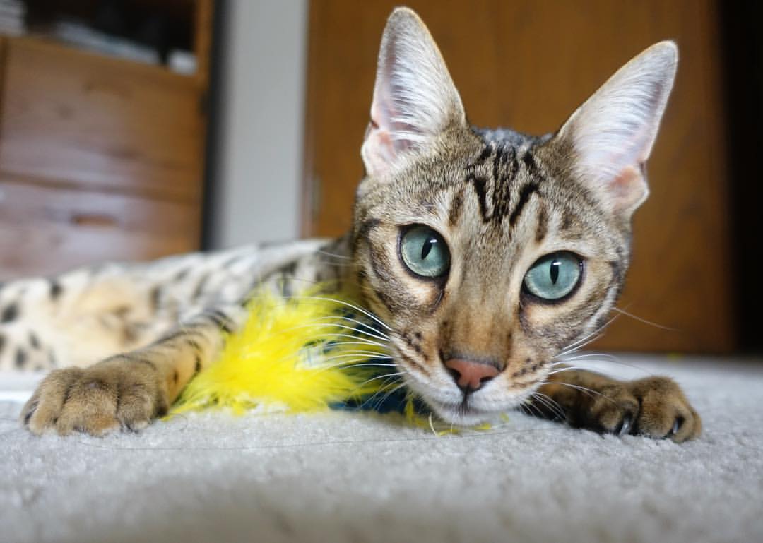 九游体育官网首页-_热火防守坚如磐石，赢得关键比赛_，热火队防守