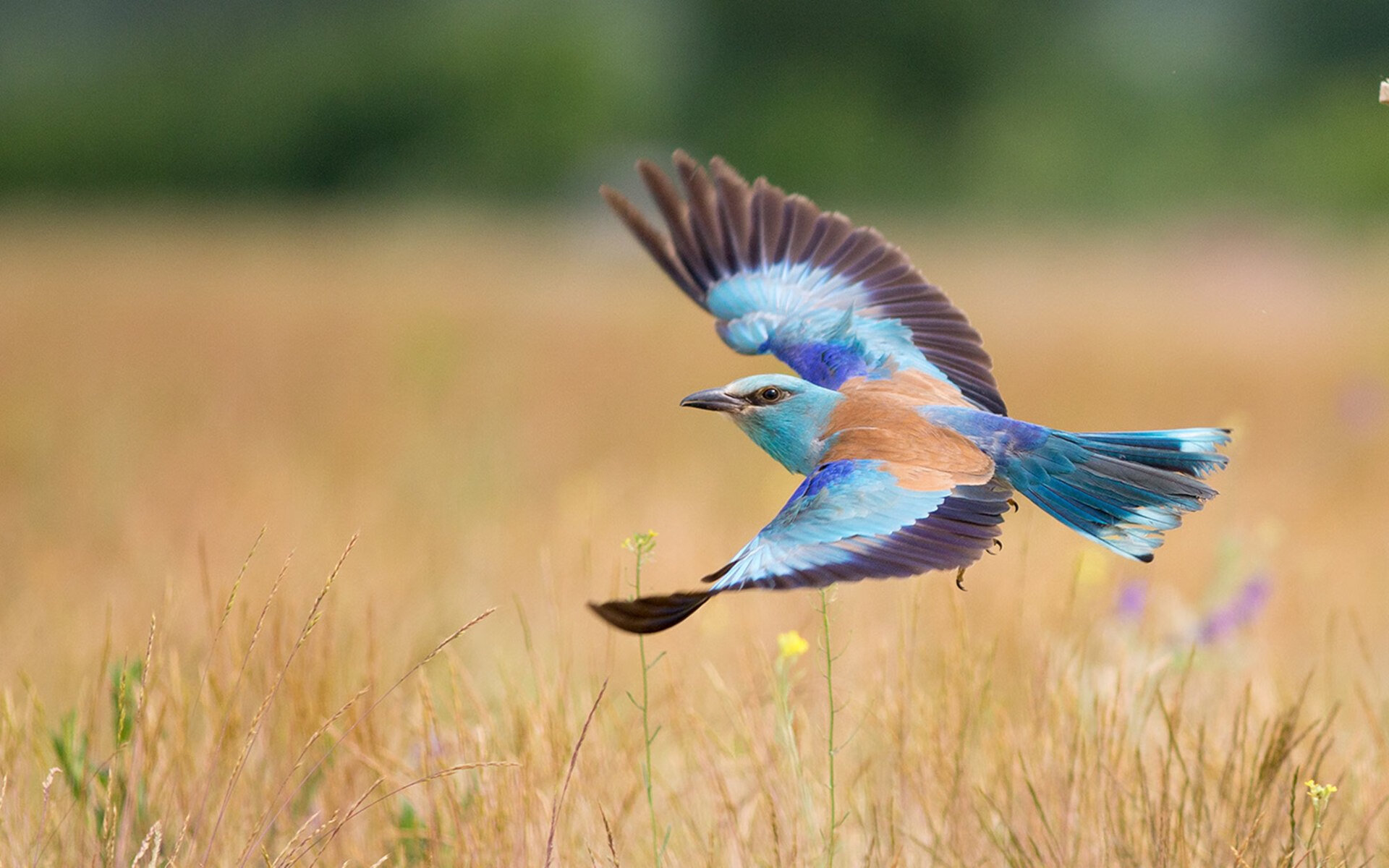 九游娱乐-_热火防守稳如磐石,不给对手任何机会_,热火战术体系