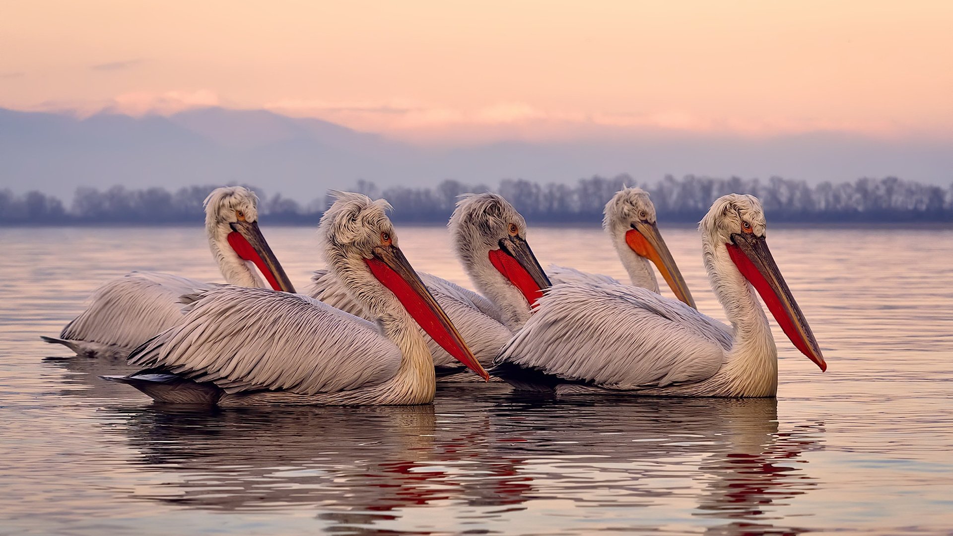 九游app官方下载-“法甲冠军争夺网再拉紧,悬念生死瞬间”,法甲夺冠概率